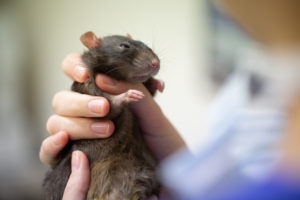 Petit rat à la clinique vétérinaire de la roche