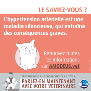 hypertension artérielle chat 