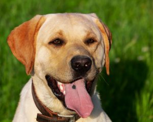 labrador soleil