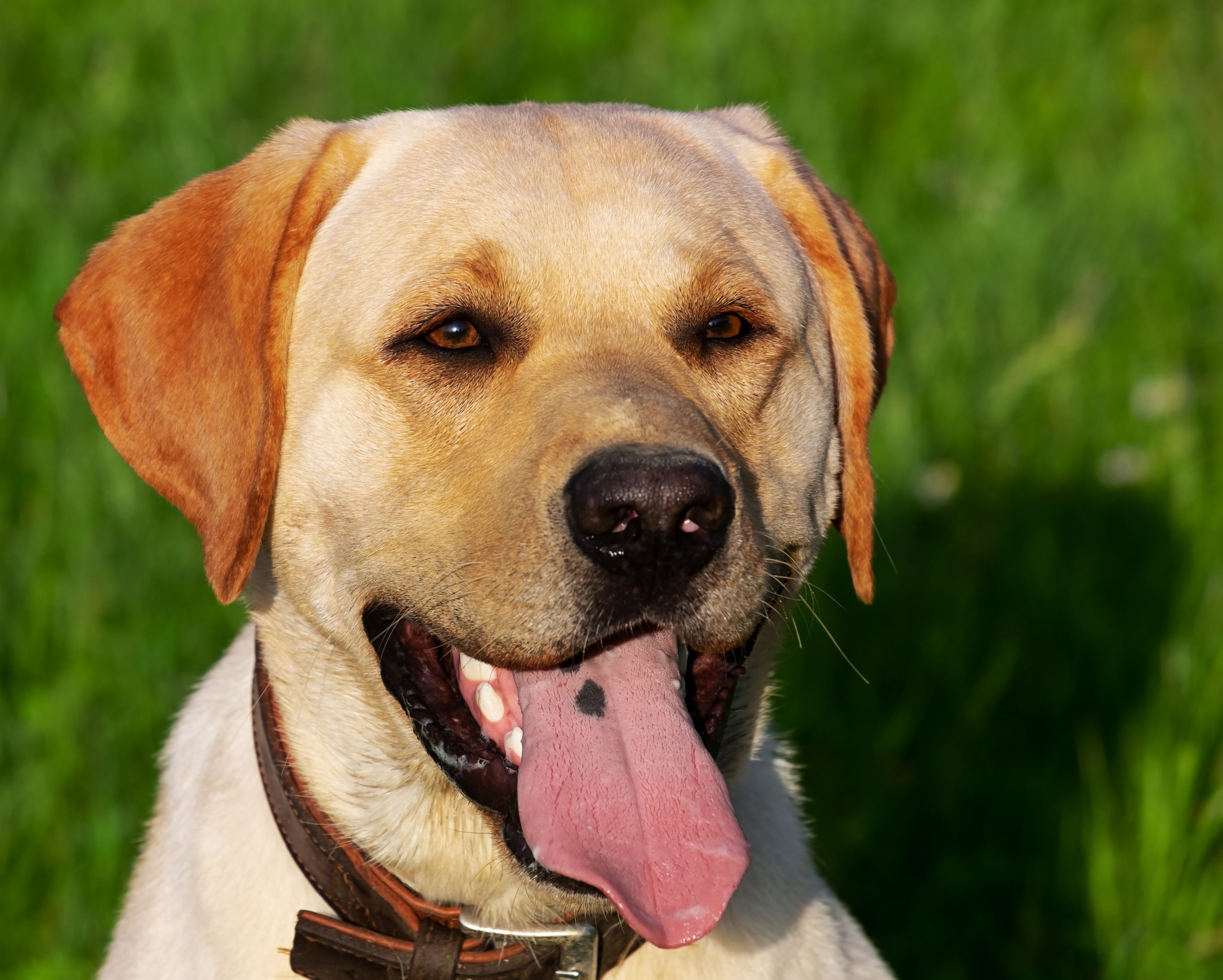 labrador soleil