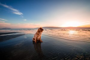 chien été