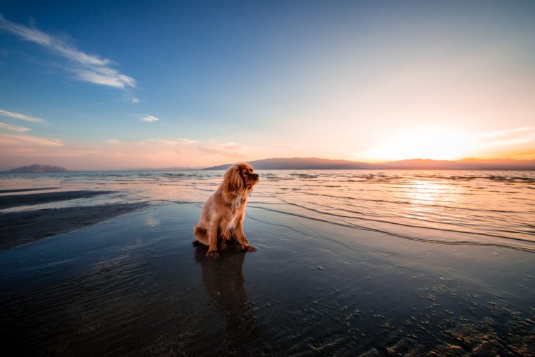chien été
